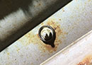 BMW 2000c belt trim nut as viewed from inside door